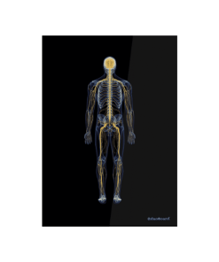 Alternative view of OsteoBoard Nervi